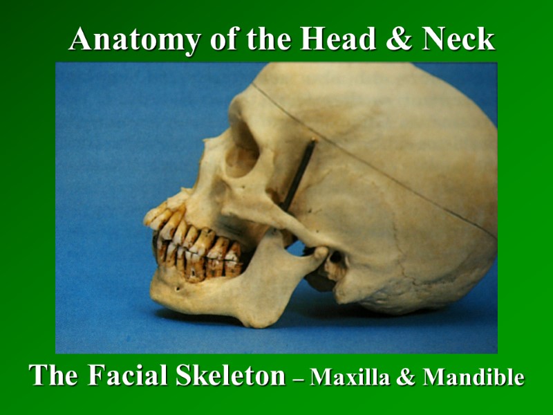 Anatomy of the Head & Neck The Facial Skeleton – Maxilla & Mandible